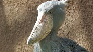 Shoebill (KOBE ANIMAL KINGDOM, Hyogo, Japan) October 24, 2021