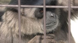 サル舎の ボルネオテナガザル (東山動植物園) 2019年1月22日