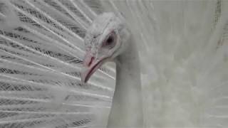 シロクジャク　White peafowl