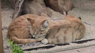 Sand cat (KOBE ANIMAL KINGDOM, Hyogo, Japan) March 29, 2021