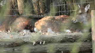 Formosan sika deer (Miyazaki City Phoenix Zoo, Miyazaki, Japan) December 9, 2019