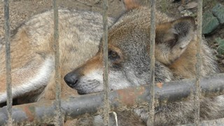 タイリクオオカミ の『メイ』 (浜松市動物園) 2018年7月1日