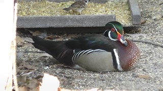 Wood Duck (Kumamoto City Zoological and Botanical Gardens, Kumamoto, Japan) April 18, 2019
