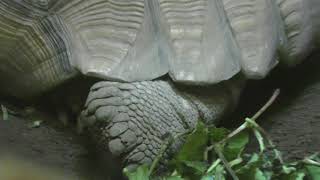 African spurred tortoise (Nagasakibana Parking Garden, Kagoshima, Japan) July 28, 2018