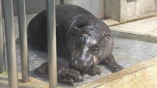 Baby Pygmy hippopotamus (NIFREL, Osaka, Japan) March 12, 2019