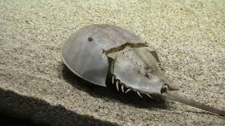 Atlantic horseshoe crab (Shikoku Aquarium, Kagawa, Japan) August 4, 2021