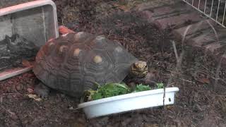 Red-footed tortoise (Hiwasa Chelonian Museum Caretta, Tokushima, Japan) December 19, 2019
