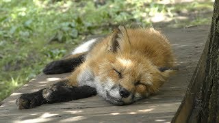 Ezo red fox Exhibit (Zao Fox Village, Miyagi, Japan) August 13, 2019