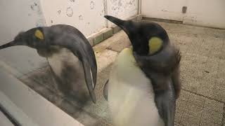 キングペンギン のこども (アドベンチャーワールド) 2020年1月18日