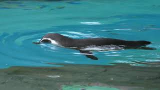 フンボルトペンギン (よこはま動物園ズーラシア) 2017年11月23日