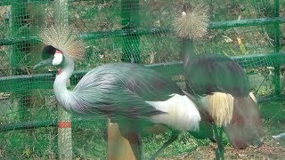 トナカイ舎の カンムリヅル (とくしま動物園) 2019年3月2日