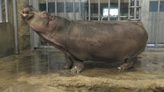 Hippopotamus (Sapporo Maruyama Zoo, Hokkaido, Japan) June 13, 2019