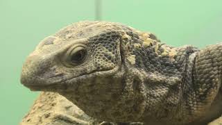 Savannah monitor (Higashiyama Zoo and Botanical Gardens, Aichi, Japan) July 22, 2021