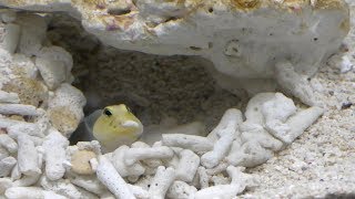 砂を運ぶイエローヘッドジョーフィッシュ (ヨコハマおもしろ水族館) 2017年12月16日