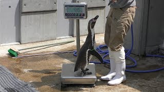 フンボルトペンギン の体重測定 (九十九島動植物園 森きらら) 2019年4月22日