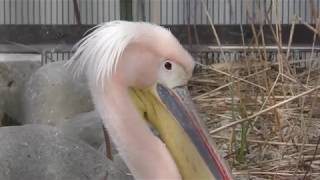 モモイロペリカン (上野動物園) 2018年2月4日