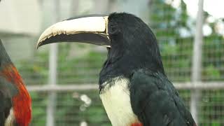 チャミミチュウハシ と アカオビチュウハシ (掛川花鳥園) 2022年7月30日