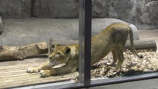 Lion (Yokohama Zoological Gardens 