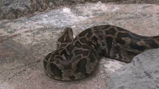 Burmese python (Higashiyama Zoo and Botanical Gardens, Aichi, Japan) July 22, 2021