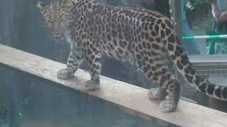 Amur leopard (Oji Zoo, Hyogo, Japan) August 11, 2023