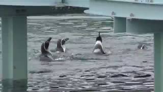 ふれあいペンギンビーチ・エサやり体験の様子 (長崎ペンギン水族館) 2017年12月24日