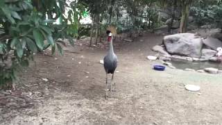 ホオジロカンムリヅルの鳴き声（東武動物公園） 2017年8月20日