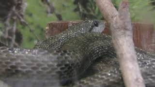 Japanese Rat Snake (Kanazawa Zoological Gardens, Kanagawa, Japan) November 26, 2017