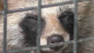 Raccoon Dog Hokkaido (Obihiro Zoo, Hokkaido, Japan) July 6, 2019