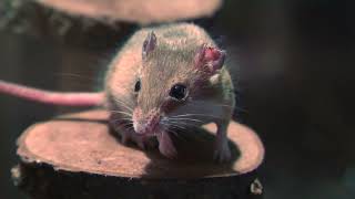 African pygmy mouse | The Forest of Spirits (átoa, Hyogo, Japan) October 30, 2021