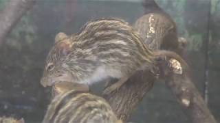 シマクサマウス (埼玉県こども動物自然公園) 2018年2月3日