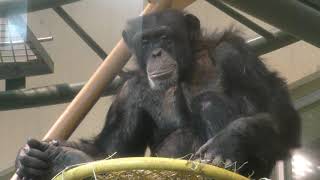 Chimpanzee (Asahiyama Zoo, Hokkaido, Japan) June 20, 2019