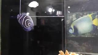タテジマキンチャクダイの幼魚 (ヨコハマおもしろ水族館) 2017年12月16日