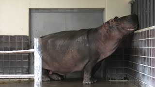 Hippopotamus (Ueno Zoological Gardens, Tokyo, Japan) September 11, 2020