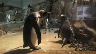 オウサマペンギン vs ジェンツーペンギン (のんほいパーク／豊橋総合動植物公園) 2018年1月4日