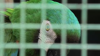 Chestnut-fronted macaw (Higashiyama Zoo and Botanical Gardens, Aichi, Japan) July 22, 2021