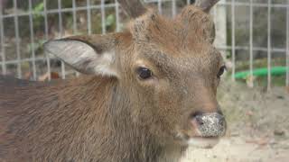 Sika deer yakushimae (Takaoka Kojo Park Zoo, Toyama, Japan) August 16, 2019