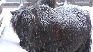 雪の中のシェットランドポニー (円山動物園) 2018年2月12日