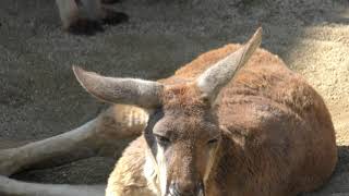 Red kangaroo (Kumamoto City Zoological and Botanical Gardens, Kumamoto, Japan) April 18, 2019