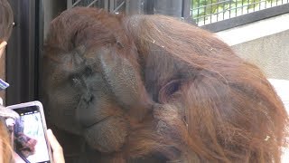 Bornean orangutan (Fukuoka Municipal Zoo and Botanical Garden, Fukuoka, Japan) April 23, 2019