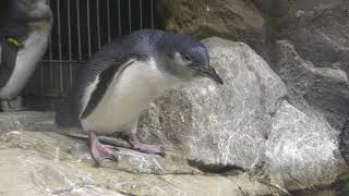 夜の フェアリーペンギン (仙台うみの杜水族館) 2019年8月14日