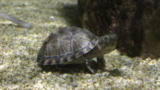 Razorback musk turtle (Kasumigaura City Aquarium, Ibaraki, Japan) December 2, 2017