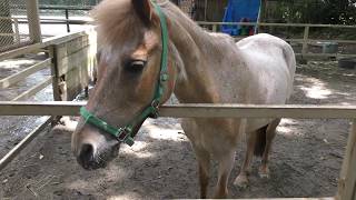 Pony (Shimizu Park Pony Ranch, Chiba, Japan) June 24, 2018