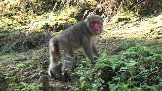 Japanese macaque (Mt.Funakoshi Ruri Temple Monkey Park, Hyogo, Japan) November 9, 2019