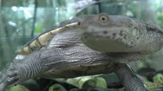 チリメンナガクビガメ　Northern australian snake-neck turtle