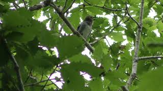 Chestnut-cheeked Starling (Yagishiri island, Hokkaido , Japan) June 21, 2019