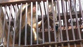Japanese macaque (Okayama Ikeda Zoo, Okayama, Japan) February 26, 2019