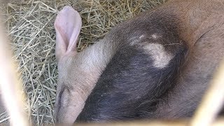 Aardvark (Himeji city zoo, Hyogo, Japan) June 6, 2019
