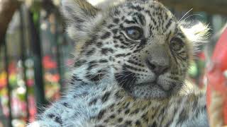 Jaguar Parent and child (Wanpark Kochi Animal Land, Kochi, Japan) March 24, 2018