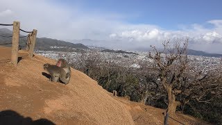 ニホンザル (嵐山モンキーパーク いわたやま) 2019年1月26日