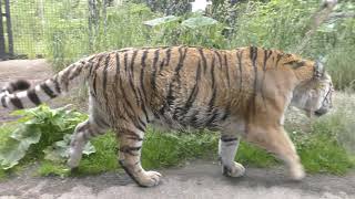 Siberian tiger (Sapporo Maruyama Zoo, Hokkaido, Japan) June 13, 2019